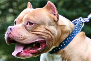 vitaminsforpitbulls.com logo